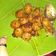 Cooksnap dari Marini Marini untuk resep Bakso Kecap (ala2 bakso bakar tp tanpa dibakar)