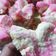 Cooksnap dari Iin Kirana untuk resep Bolu Kukus Mekar by Mikha's Kitchen
