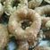 Cooksnap dari Gladys Laurina Tumbol untuk resep Kukis Gelang (Kue Gelang)