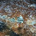 El cooksnap de DidiSer cuando hizo Canelones de verdura al estilo de mi abuela.