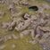 Cooksnap dari Jimron untuk resep Tongseng Daging Sapi