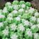 Cooksnap dari Indah Wulandari untuk resep Putu Ayu Lembut