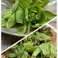 horseland's cooksnap of when they made ふきのとうの下処理方法&天ぷら.