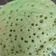 Cooksnap dari Nicholin Cute untuk resep Serabi Kinca Teflon