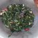 Cooksnap dari Devi Handayani untuk resep Tumis Daun Pepaya Tidak Pahit