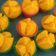 Cooksnap dari Bunda Gyss untuk resep Kue Mangkok Labu Kuning