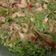 Cooksnap dari Melani untuk resep Buncis Ayam Fillet