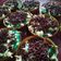 Cooksnap dari agnes romania untuk resep Terang bulan teflon legit dan gurih