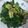 agneslai 的 菠菜炒蛋 cooksnap
