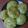 Dr. Pushpa Dixit's cooksnap of when they made પાલક પુરી (spinach puri recipe in Gujarati).