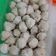 Cooksnap dari Anin untuk resep Bakso ayam sehat lembut tanpa pengenyal