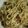 Cooksnap dari lailan galuh untuk resep Fettucine Oglio Olio with Smoked Beef