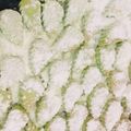 Cooksnap dari Ayunda Aisyah untuk resep Putri salju prull