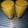 Uft's cooksnap of when they made Mango smoothie.