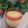 Fatima's Cook Book's cooksnap of when they made Mango Shake.