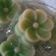 Cooksnap dari Eka Novitasari untuk resep Kue lapis pandan tepung beras