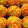 Sonu Shrama का कुकस्नैप जब उन्होंने बूंदी के लड्डू (boondi ke ladoo recipe in Hindi) बनाया था।