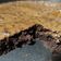 El cooksnap de Pdirbeid Pwodjd cuando hizo Brownie con cacao y aceite.