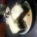 skamp.era's cooksnap of when they made Vickys Crowd-Pleaser Carrot Cake, GF DF EF SF NF.