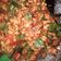 Cooksnap dari Kontreng Jaya untuk resep Sambal Tempe Kencur