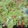 El cooksnap de lojumartinez cuando hizo Guacamole {Especial fiestas}.