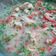El cooksnap de Guerrera de la Fe cuando hizo Ceviche de camarón.
