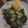 El cooksnap de Mapober cuando hizo Sofrito de espinacas y acelga.