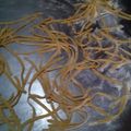El cooksnap de Yesi cuando hizo Fideos caseros al huevo.