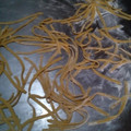 El cooksnap de Yesi cuando hizo Fideos caseros al huevo.