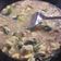 Cooksnap dari Oshin Onnay Ekasari untuk resep Mie Titi