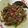 Cooksnap dari nur. adaniati untuk resep Tumis Asin Cumi Pedas