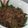 Rehana Wasim's cooksnap of when they made Bhona gosht (Mutton).