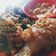 Cooksnap dari Nurul Adelia untuk resep Ayam goreng kremesss