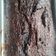 Cooksnap dari Monica Chandra untuk resep Brownies Panggang fudgy (garing di luar lembut di dalam)