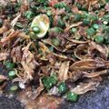 Cooksnap dari Dee Amron untuk resep 19. Sambal teri mantul