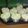 Cooksnap dari Lina Linod untuk resep Bolu mekar (with soda)