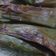 Cooksnap dari Sepur untuk resep Otak-Otak Bakar Ikan Tenggiri (Anti Gagal)