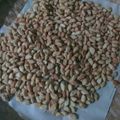 Cooksnap dari Nana_maulida untuk resep Biji ketapang (resep 1 kg tepung terigu)