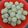 Cooksnap dari ning endang untuk resep CIMOOLLLLL endoolllsss
