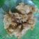 Nisha Shah's cooksnap of when they made ગોળ વાળી રોટલી (Jaggery.