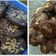 Cooksnap dari Adisti Nindrasari untuk resep Keto cookies coklat keju