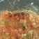 Cooksnap dari Dyna Rochmyaningsih untuk resep Sambel Ayam Penyet