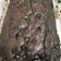 Cooksnap dari Fulla untuk resep Fudgy brownies shiny crust (no mixer,2 telur)