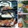 Cooksnap dari Inggried Wedhaswary untuk resep Pepes Jamur Sederhana