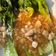 Cooksnap dari Maria Rosaria untuk resep Tumis pokchoy bawang putih