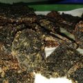 Cooksnap dari Yeni Wahyuningsih untuk resep Dendeng daun singkong (kripik paru KW)