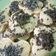 Cooksnap dari Citra melinda untuk resep Kue Cubit (no mixer)