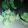 Cooksnap dari Dinda Putri untuk resep Pandan Meringue Cookies