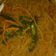 Cooksnap dari Emilia Jahja untuk resep Soun goreng cabe hijau