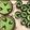 Cooksnap dari Venus Dewi untuk resep Srikaya palembang debm / keto #keto